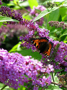 Obraz Buddleja